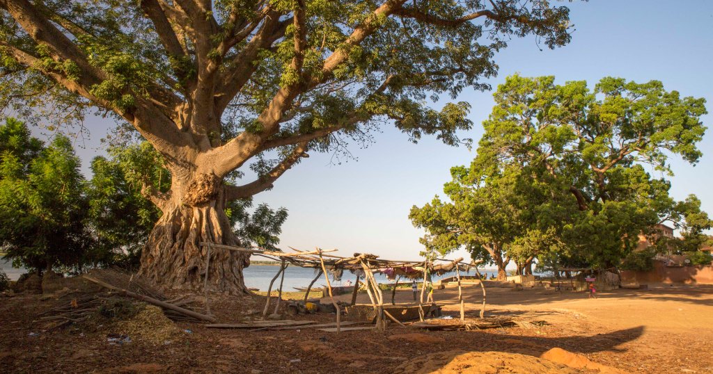 Majestic tree casting shade on boat repair yard next to the Niger