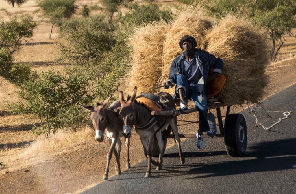 Double header donkey cart