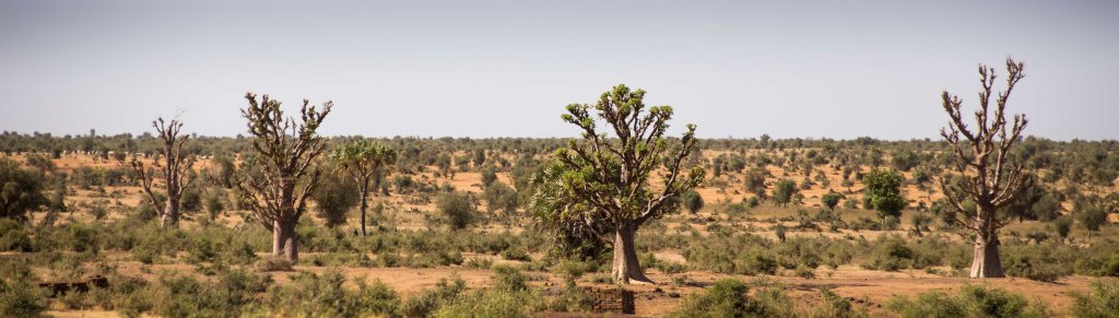 Baobab country