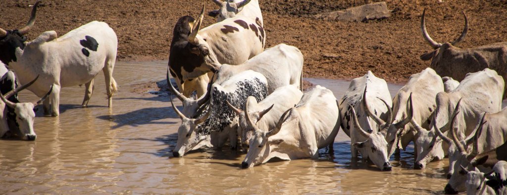 Quenching their thirsts