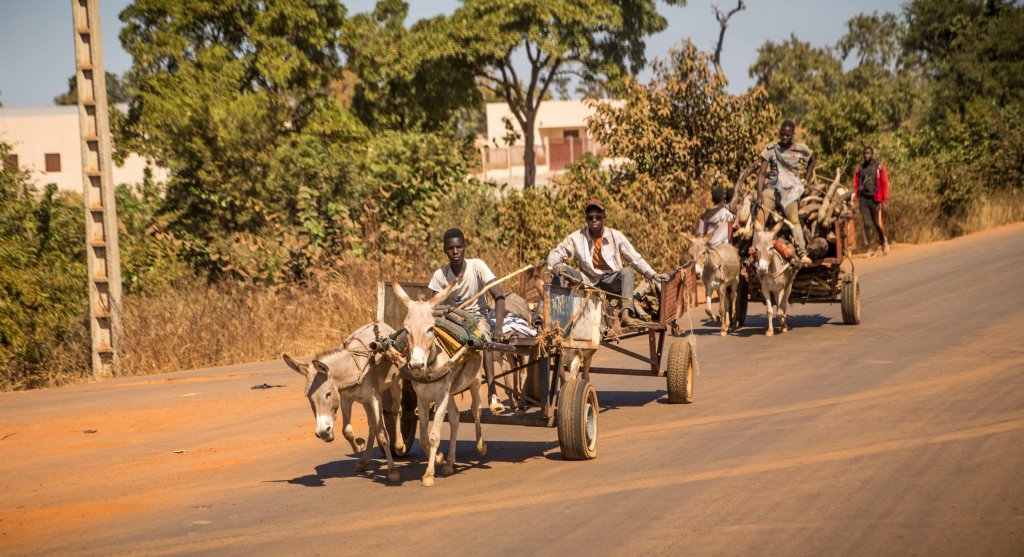 Donkey cart rush hour