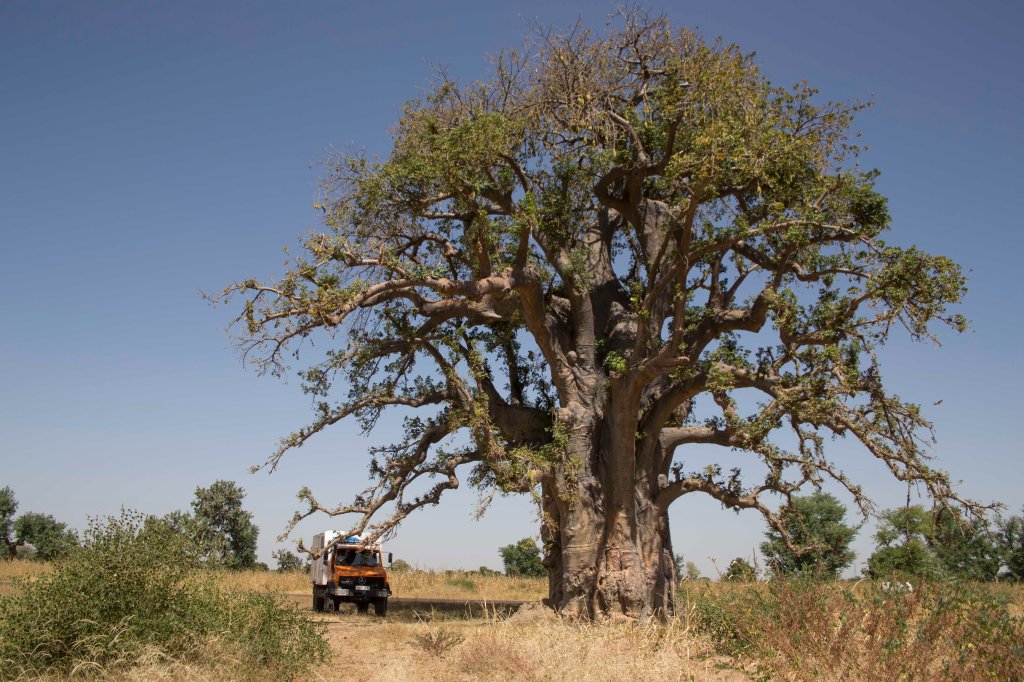 Impressive truck and baobab