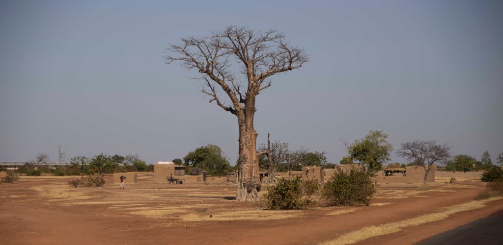 Small village dwarfed by giant baobab
