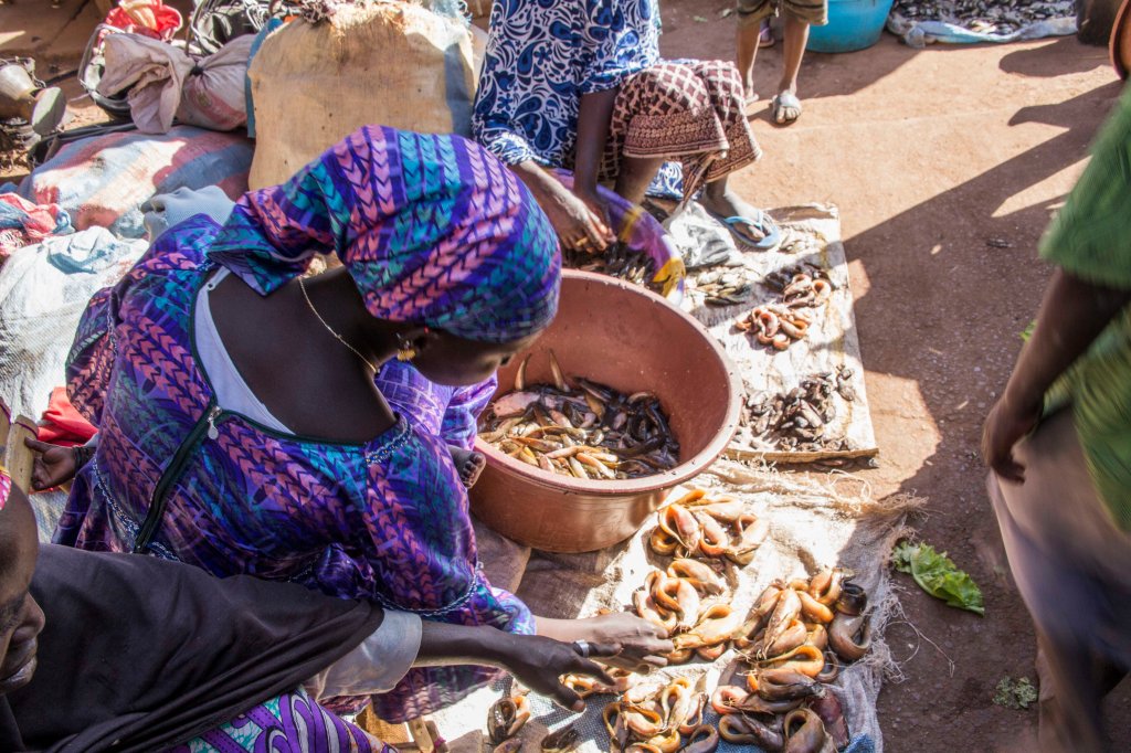 "Fresh" fish for sale in the market