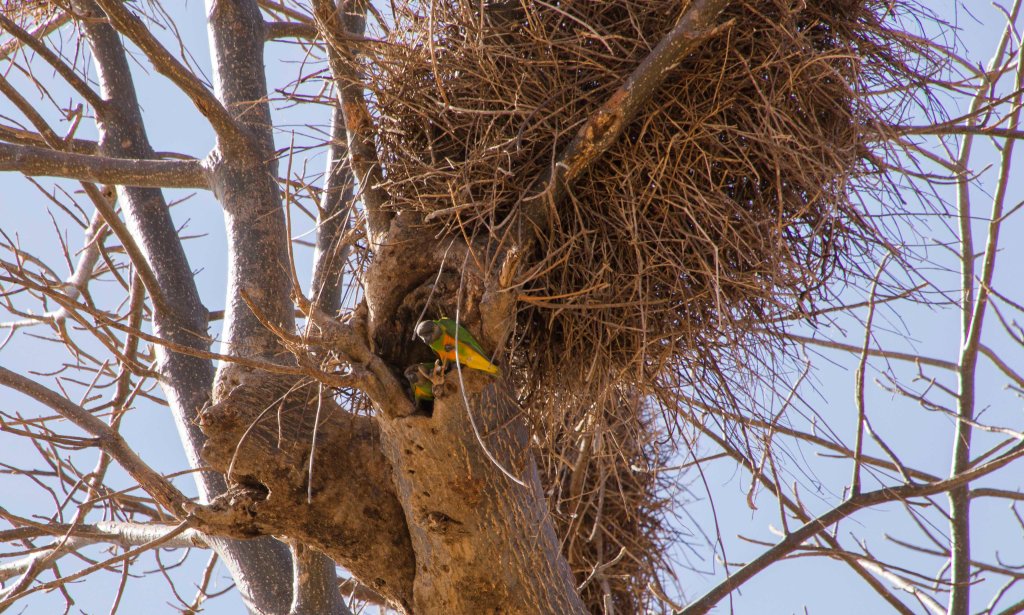 Parrots in a baobab tree