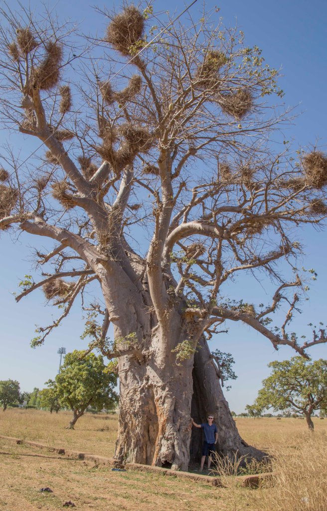 Dwarfed by a baobab