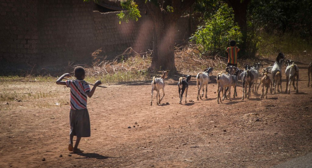 Young shepherd boy tending his goats