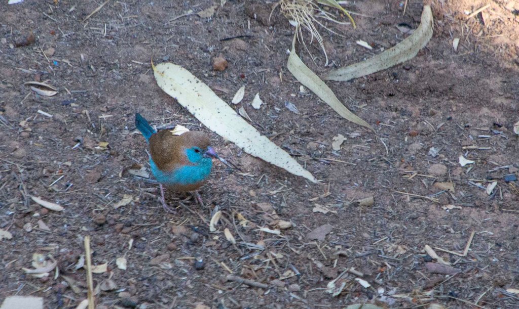 LBJ - little blue job