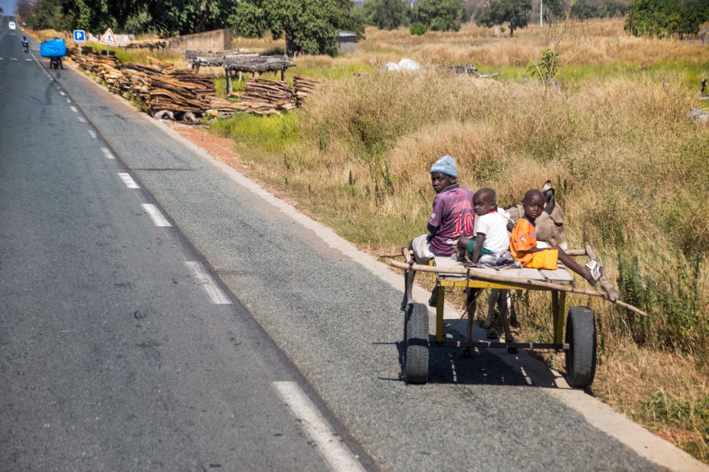 What is the legal age for driving a donkey cart?