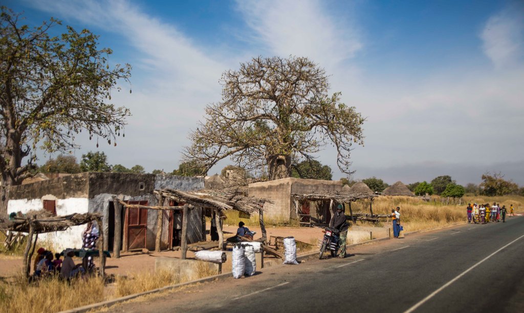 Village under a baobab