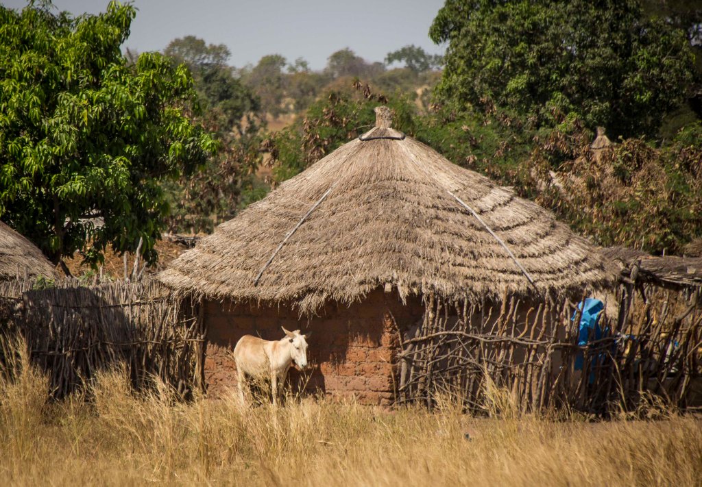 Donkey waiting patiently