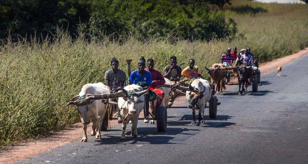 Ox wagons headed for town
