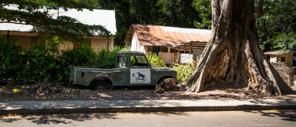 Landrover and the tree