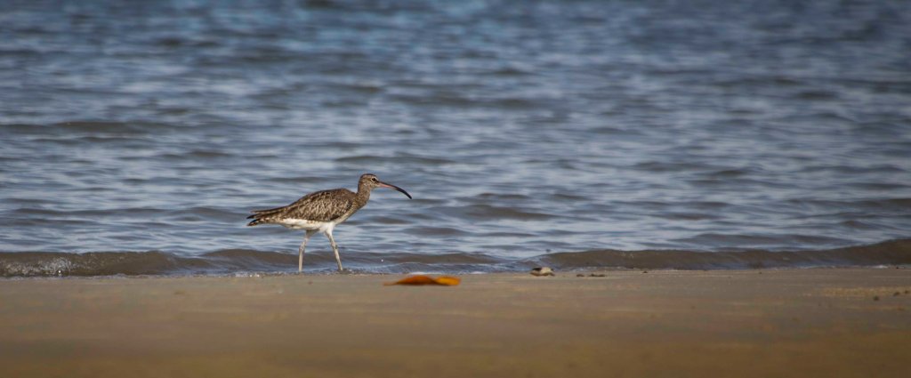 Seabird on the sea shore