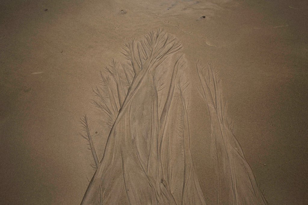 Trees in the sand