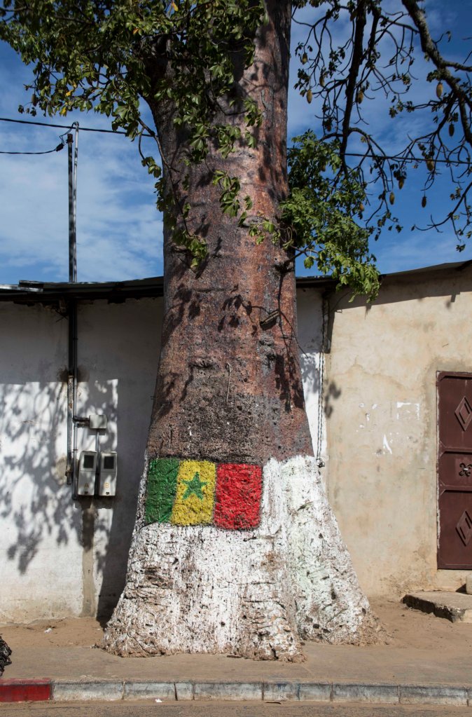 Senegalese flag on a tree