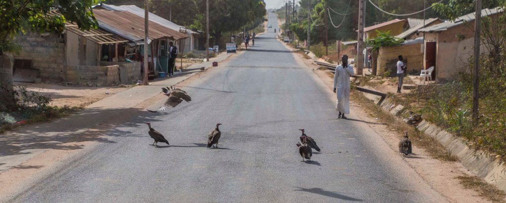 Street clearing vultures