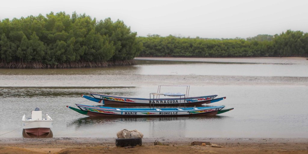 Pirogues in the mangroves