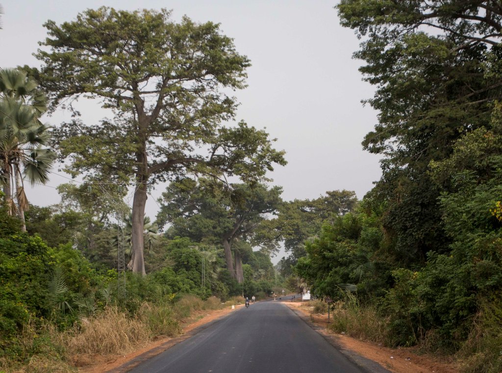 Senegalese jungle headed for Guinea Bissau