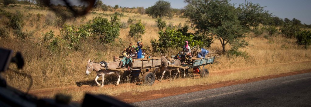 Donkey carts on their way to market