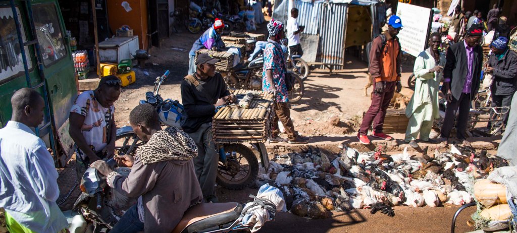 Live chickens bound and lined up for sale