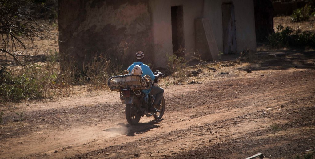Goat on its way to meet its new family