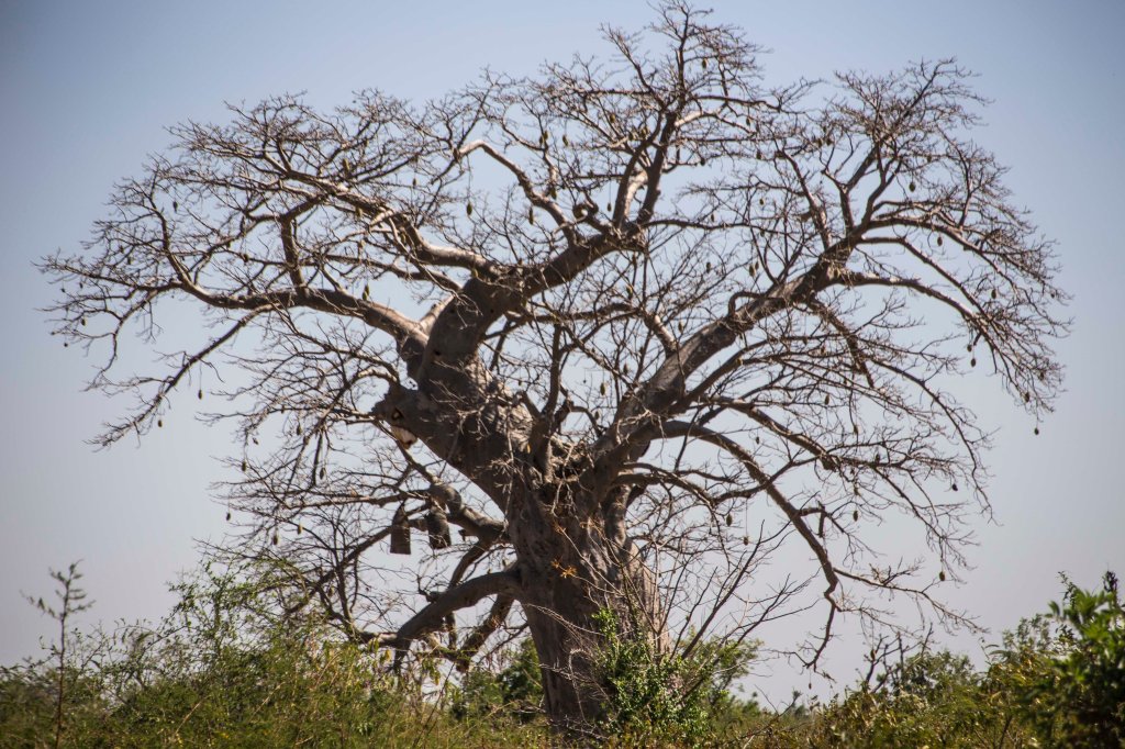 Beehives in Baobab