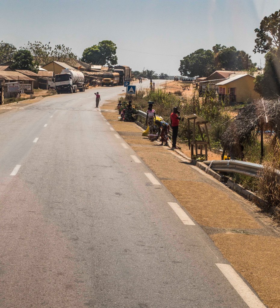 Drying rice roadside