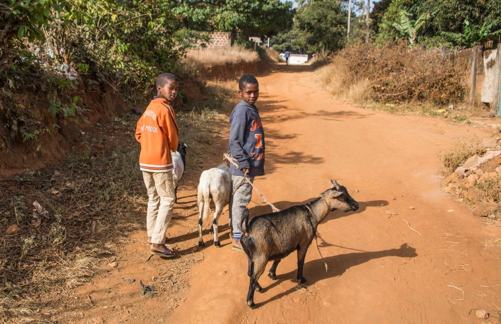 Taking the goats for a walk