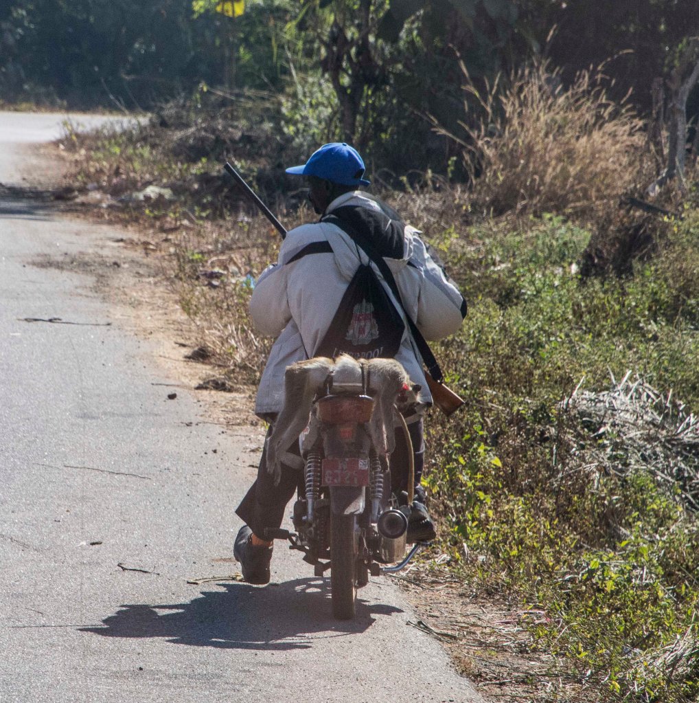 Man with gun and dead monkey - bush meat!!