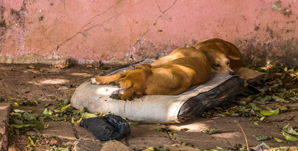 Making the most of a shady curb side cushion