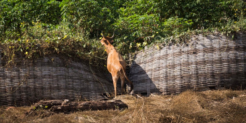 Looking for the greener grass