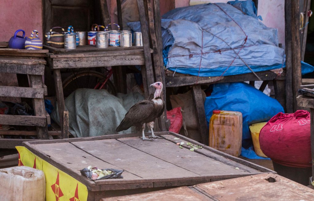 Vulture in the Gabu bazaar