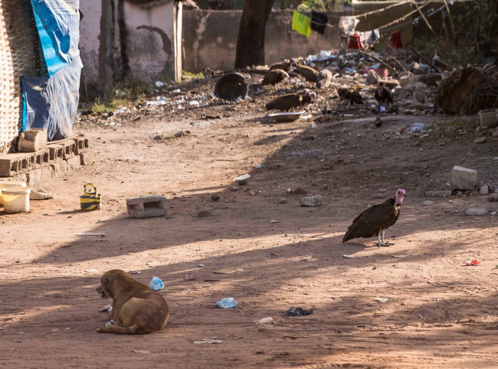 Vultures and dogs at a tip